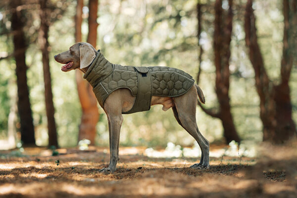 Dog Jacket