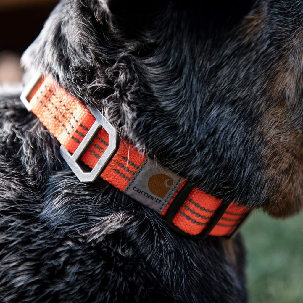 Carhartt Fully Adjustable Nylon Webbing Collars for Dogs, Reflective Stitching for Visibility, Hunter Orange (Nylon Webbing), Medium