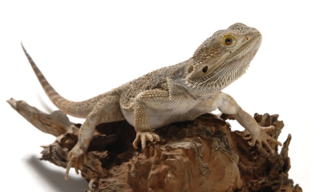 If you're considering adopting a pet reptile, the Central Bearded Dragon (also known as Pogona vitticeps) might be the perfect companion for you.