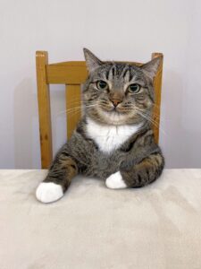 Understanding 11 Unique Cat Behaviors