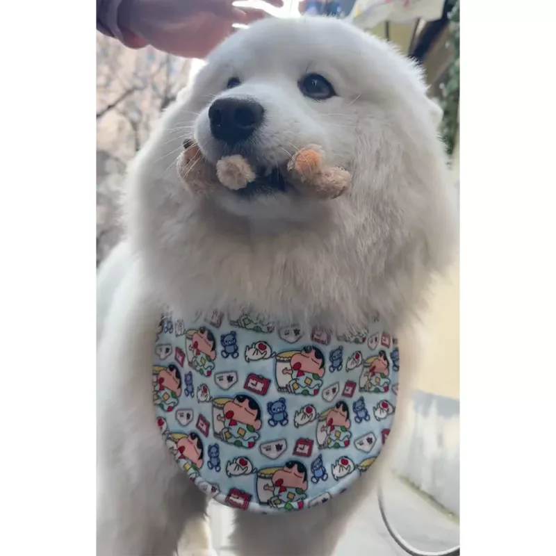 Pet dog saliva towel, Alaskan Malamute Samoyed Golden Retriever saliva bib