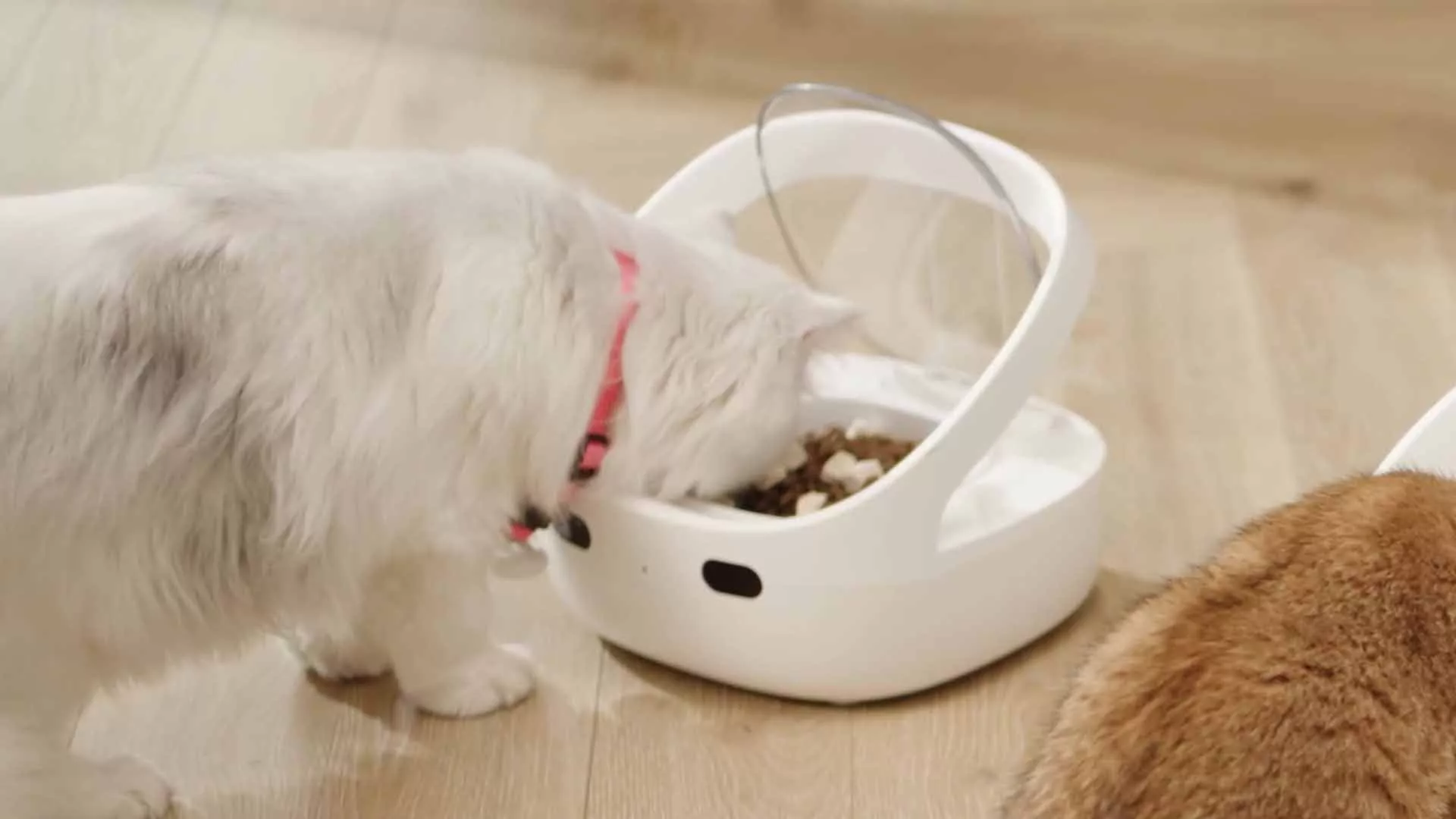 Smart Pet Feeder for Multi-Pet Homes