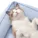 Cozy Pet Bed for Small Dogs and Cats (9)