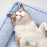 Small Pet Bed – Cozy, Washable, Year-Round Use