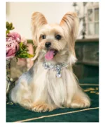 Cute Pet Necklace for Cats and Dogs