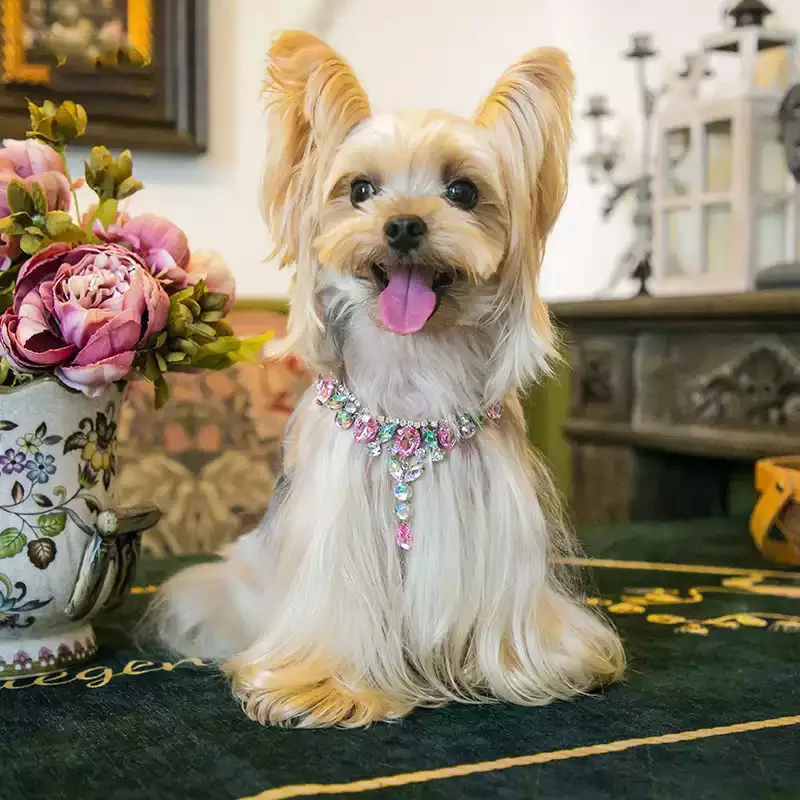 Cute Pet Necklace for Cats and Dogs