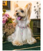 Cute Pet Necklace for Cats and Dogs
