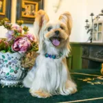 Cute Pet Necklace for Cats and Dogs