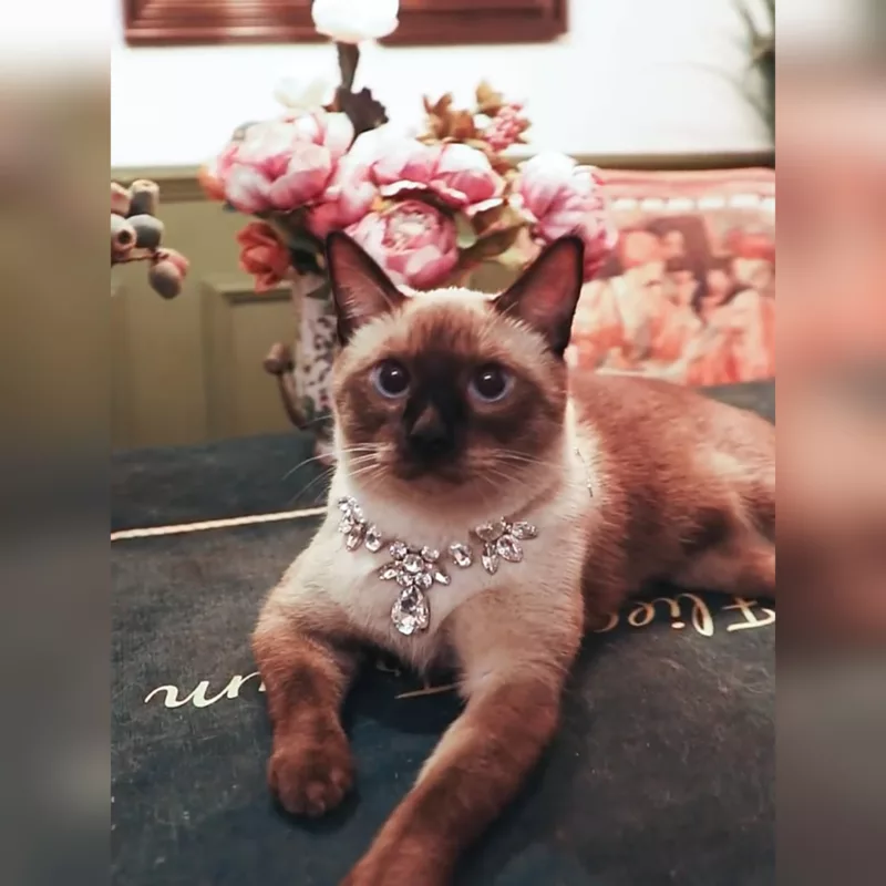 Cute Pet Necklace for Cats and Dogs
