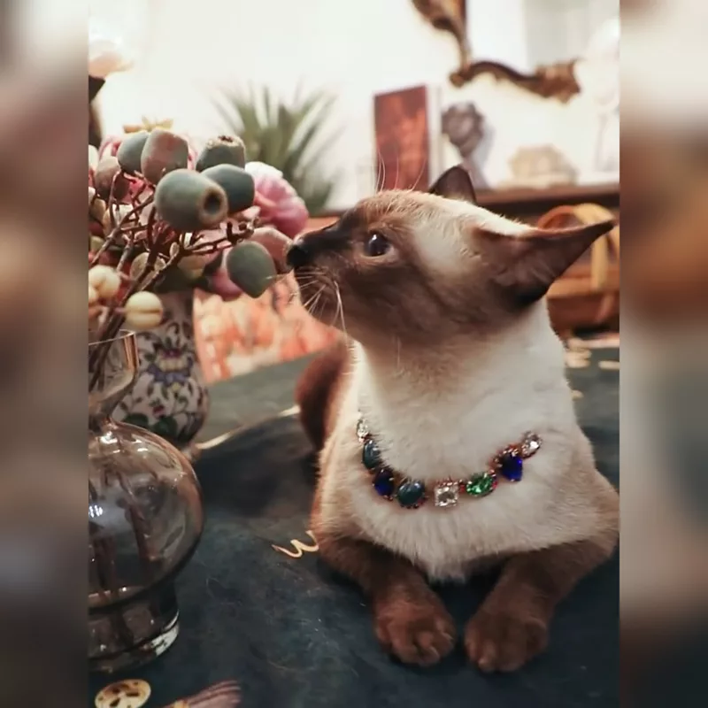 Cute Pet Necklace for Cats and Dogs