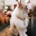Cute Pet Necklace for Cats and Dogs