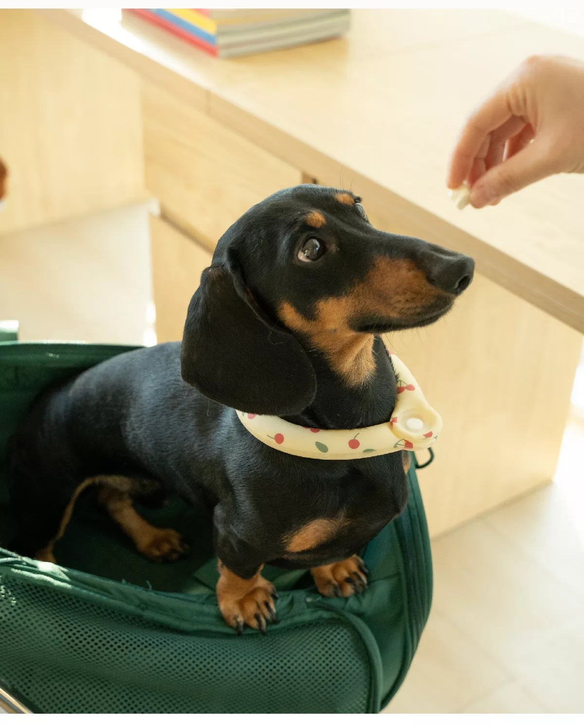 Pet Cooling Collar for Summer