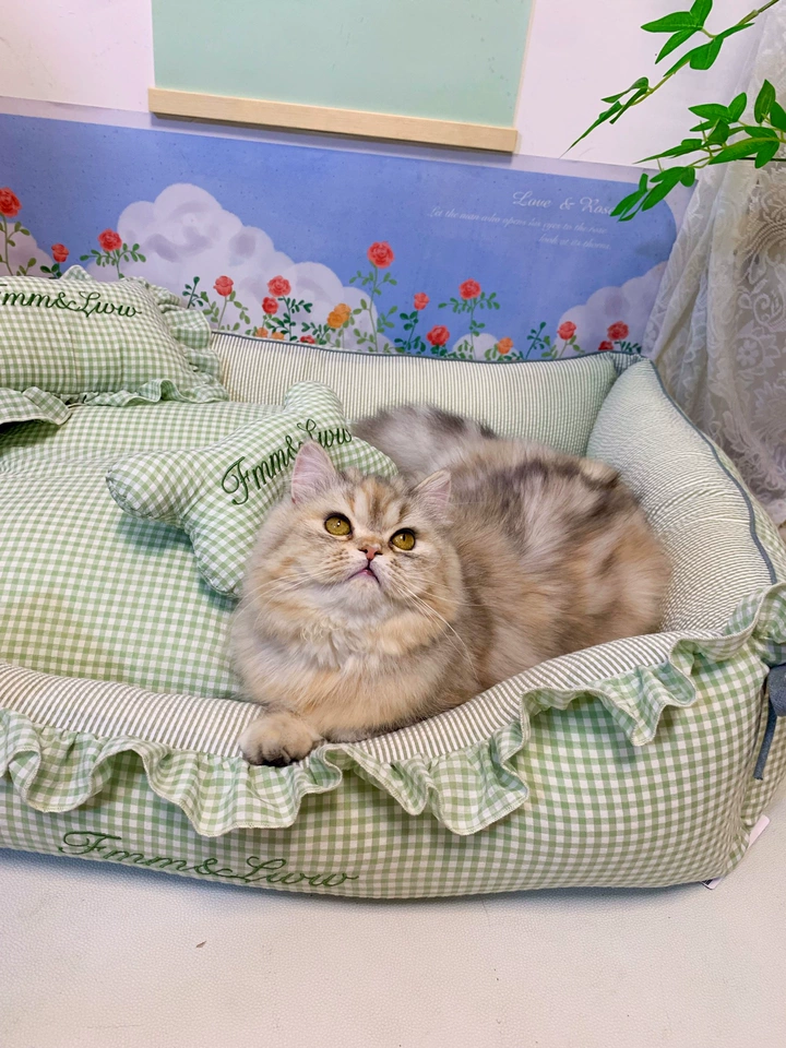 Small Pet Bed – Cozy, Washable, Year-Round Use