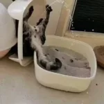 Why Is My Cat Peeing Outside the Litter Box?