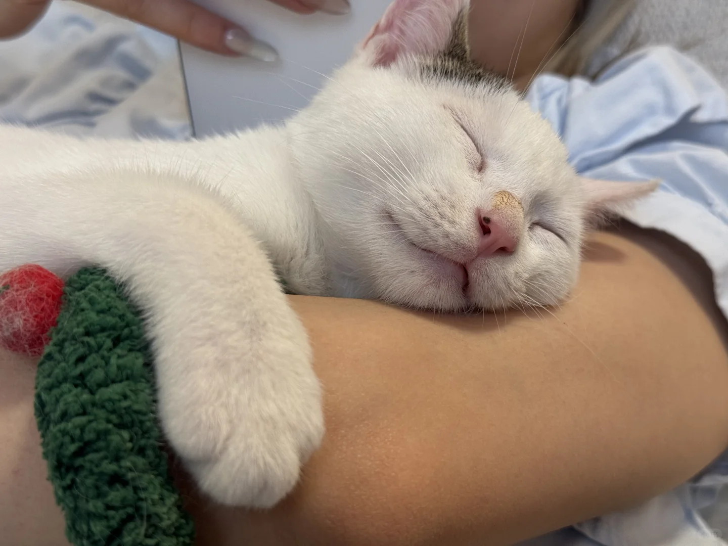 Adopting a cat guide for first-time owners