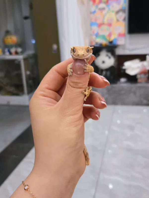 Crested Geckos