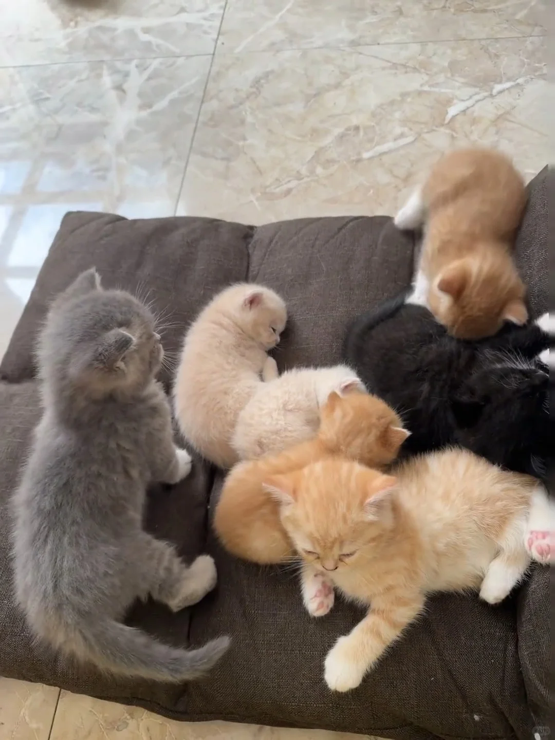 Adopting a cat guide for first-time owners