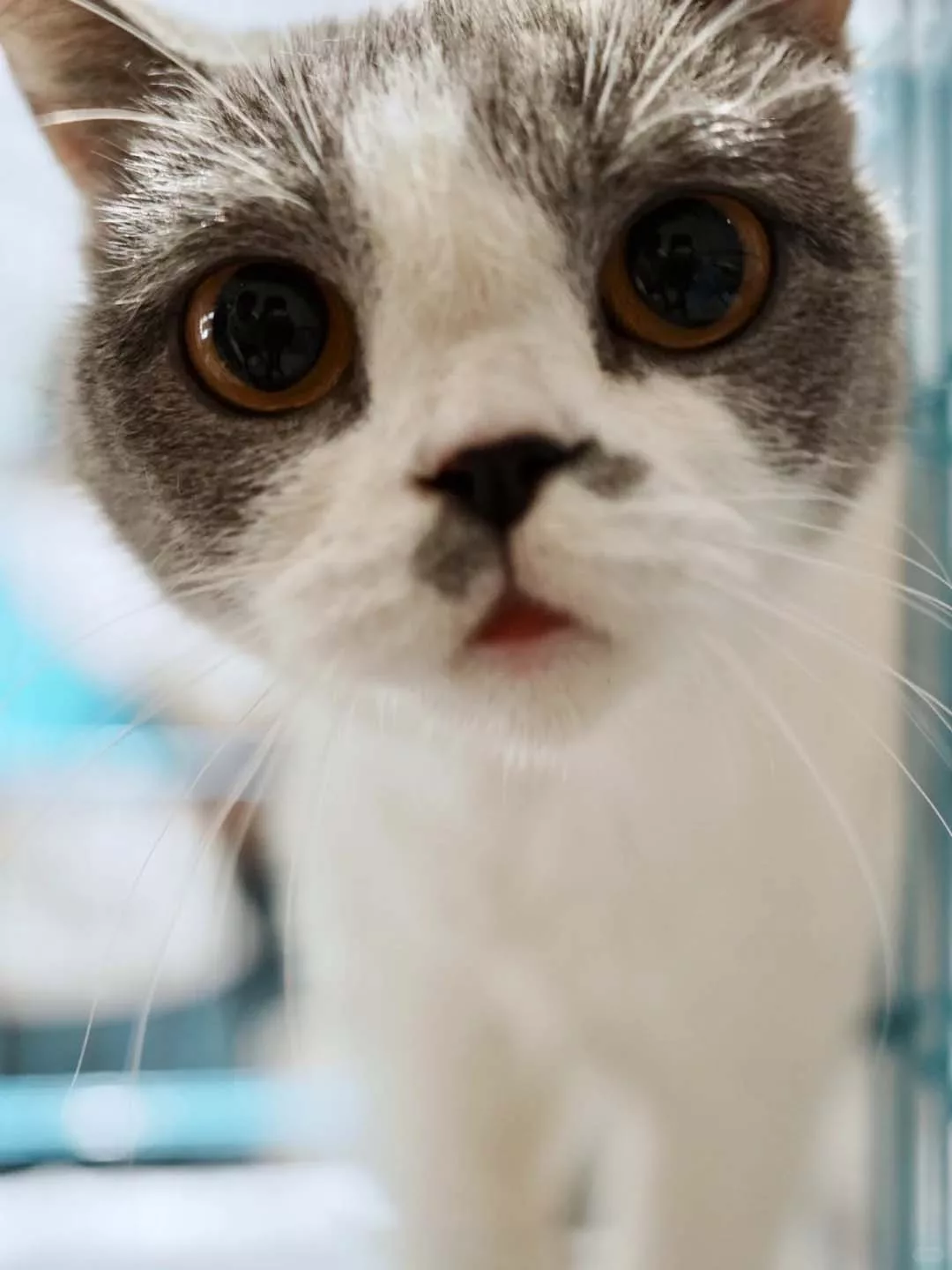 Adopting a cat guide for first-time owners