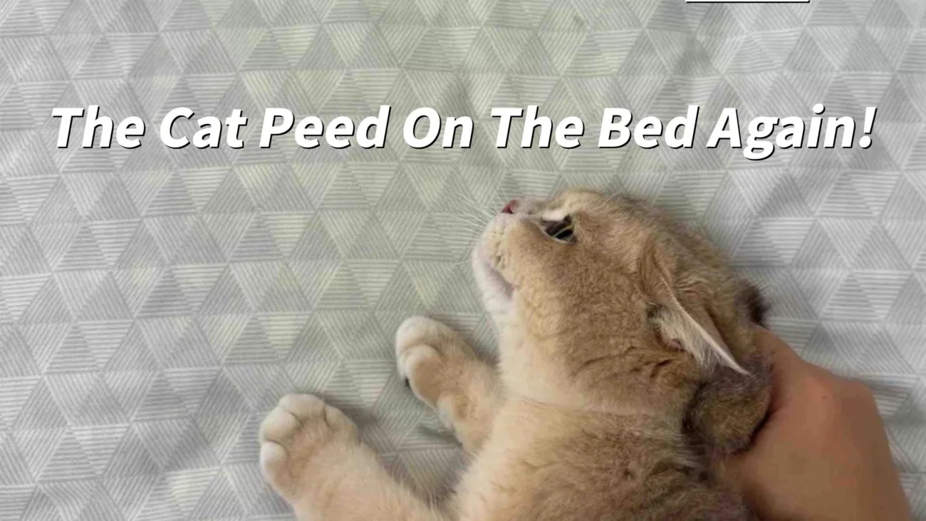 Causes of Cat Urine Odor and How to Completely Remove It Expert Analysis