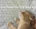 Causes of Cat Urine Odor and How to Completely Remove It Expert Analysis
