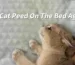 Causes of Cat Urine Odor and How to Completely Remove It Expert Analysis