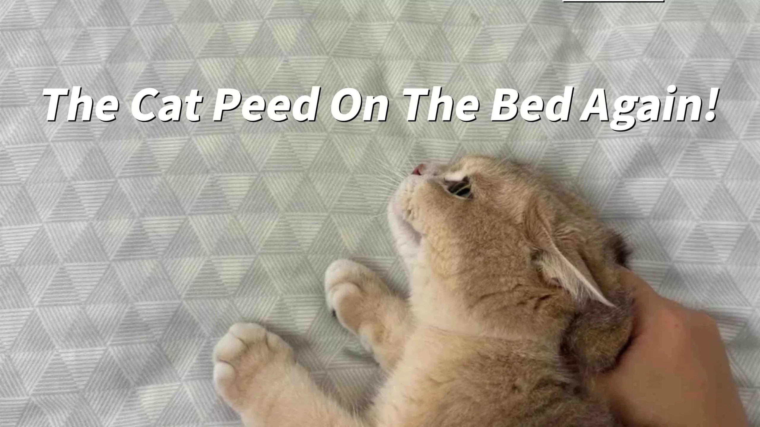 Causes of Cat Urine Odor and How to Completely Remove It Expert Analysis