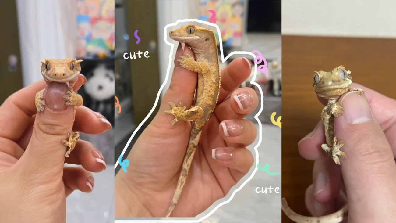 Crested Geckos