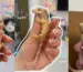 Crested Geckos