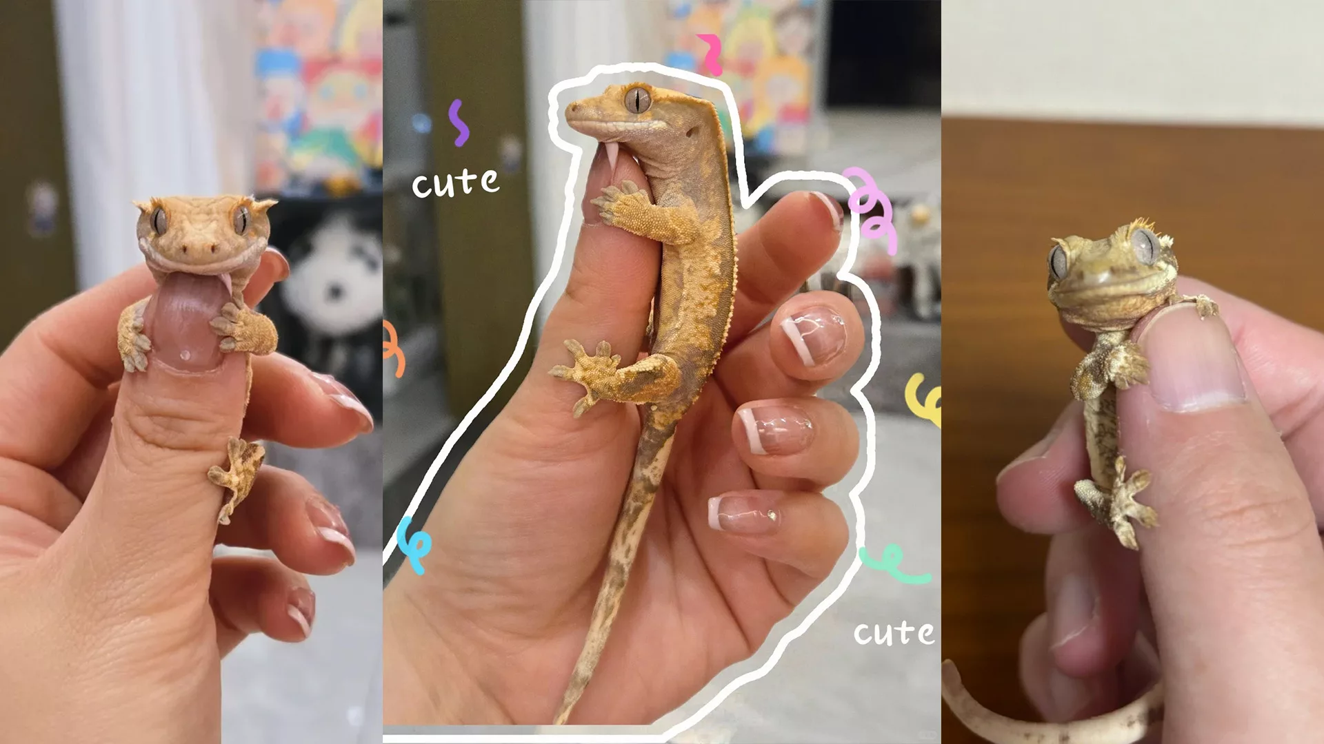 Crested Geckos