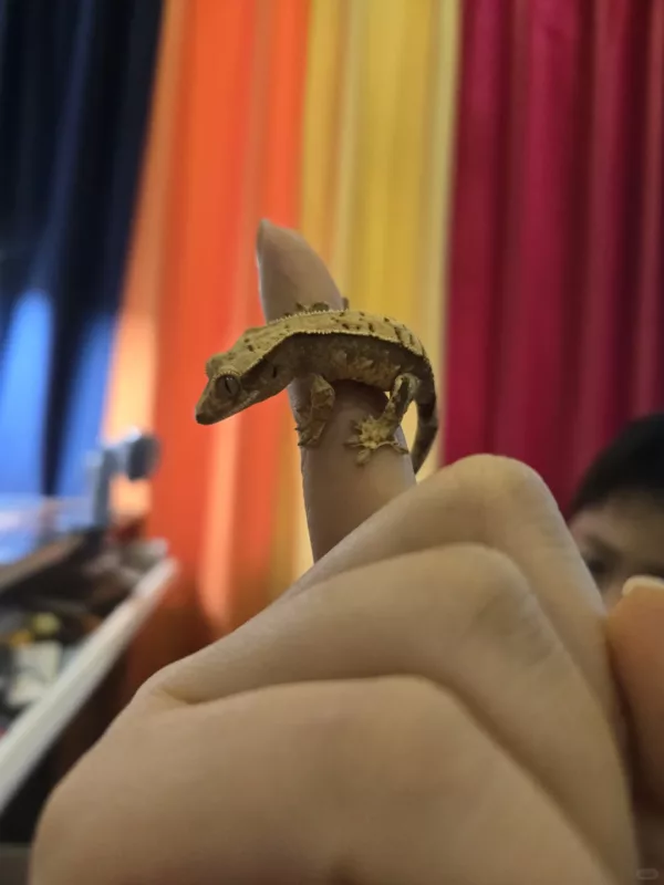 Crested Geckos