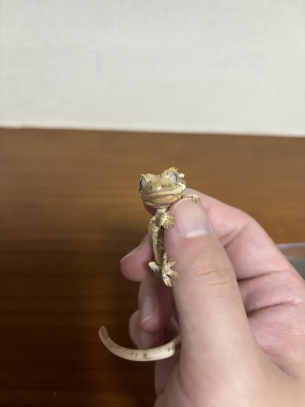 Crested Geckos