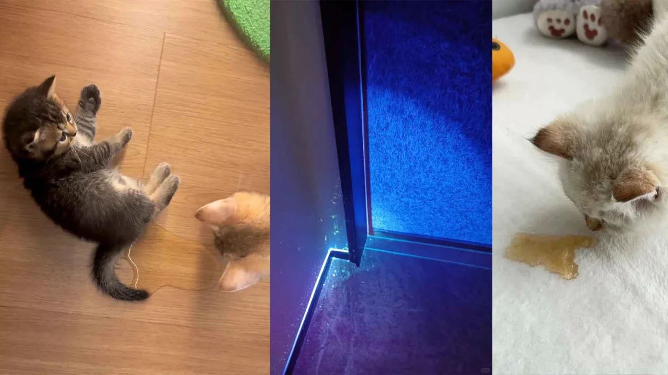 Did you know that cat pee glows under UV light