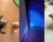 Did you know that cat pee glows under UV light