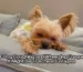 Is Your Dog Coughing and Wheezing Frequently It Might Be Tracheal Collapse