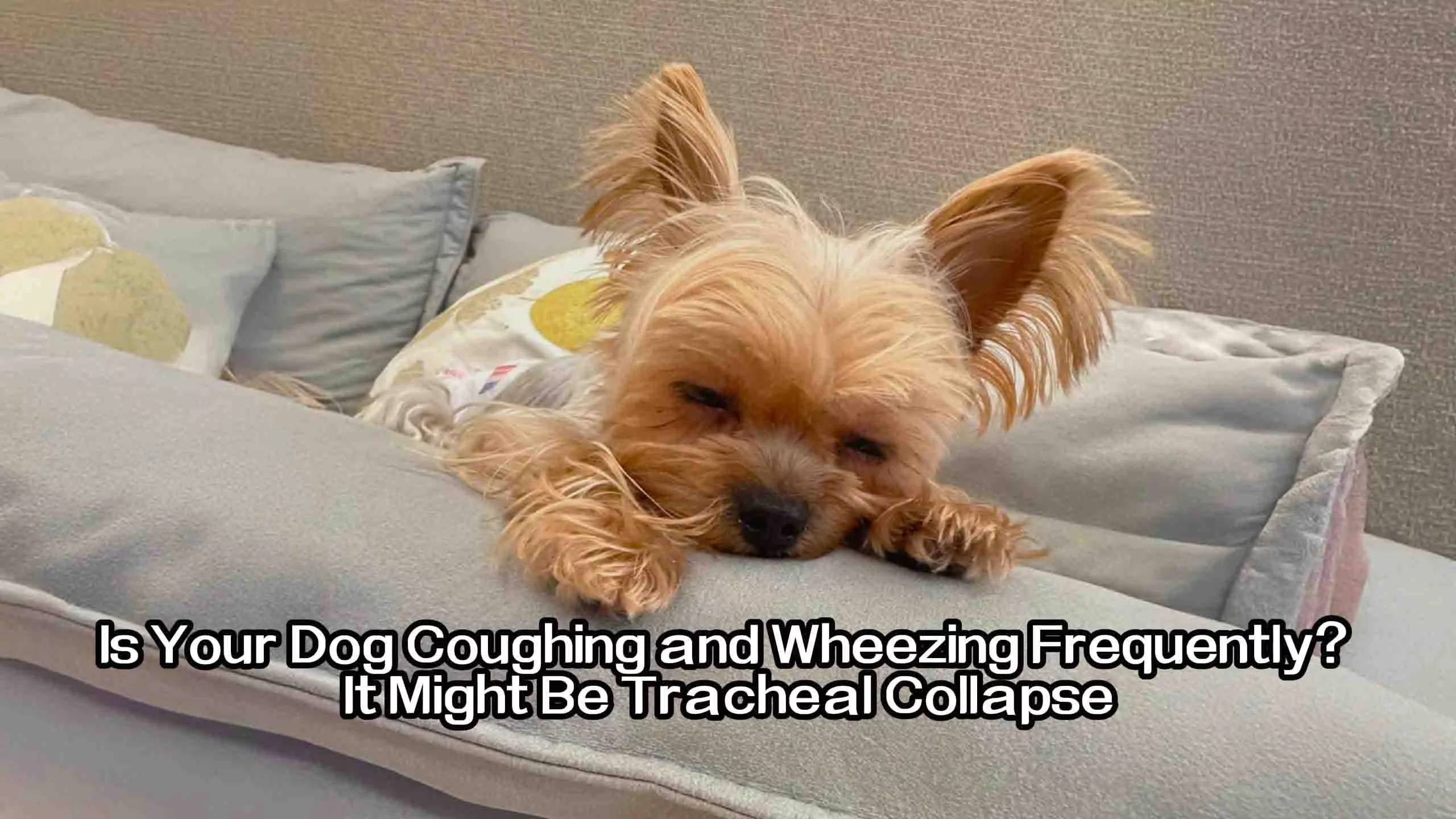 Is Your Dog Coughing and Wheezing Frequently It Might Be Tracheal Collapse