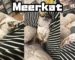 Meerkat