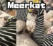 Meerkat