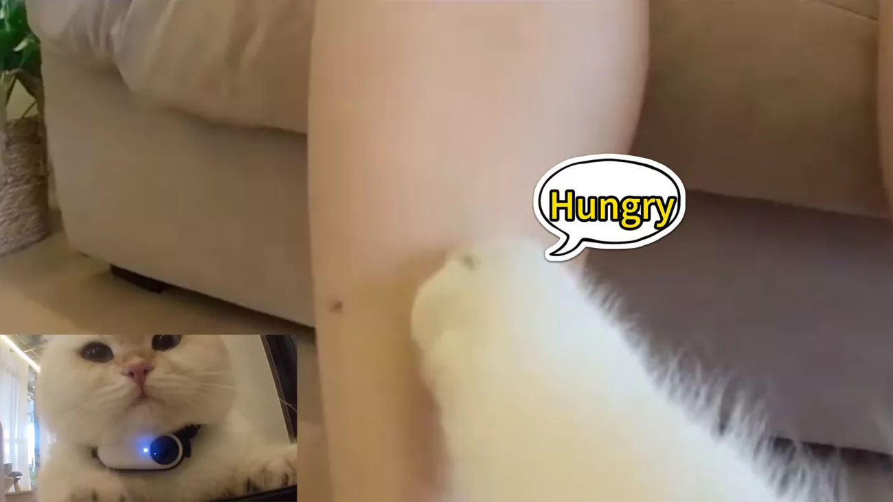 Why Do You Need a Pet Collar Camera?