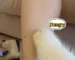 Why Do You Need a Pet Collar Camera?