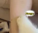 Why Do You Need a Pet Collar Camera?