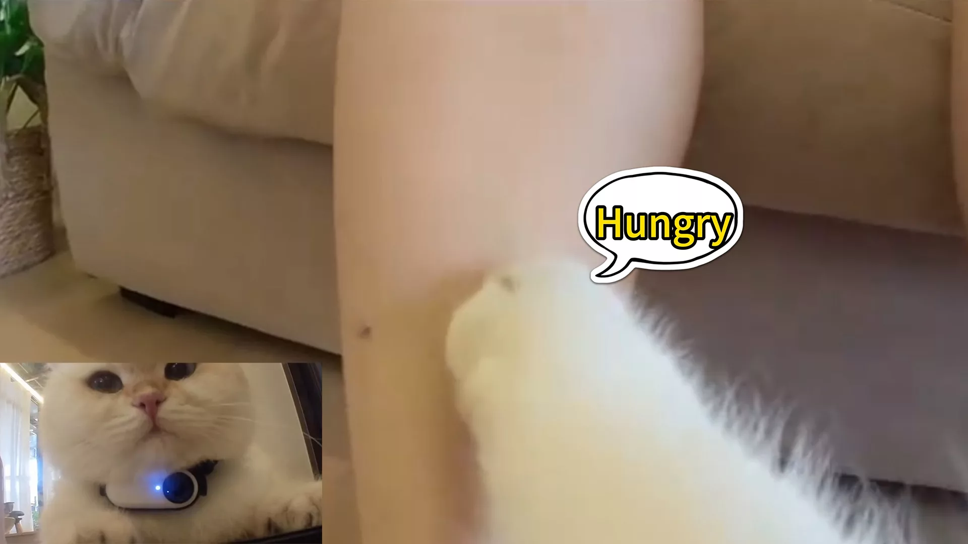 Why Do You Need a Pet Collar Camera?