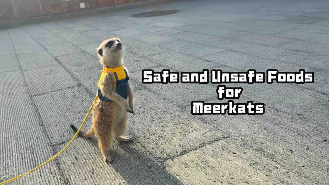 Safe and Unsafe Foods forMeerkats