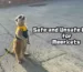 Safe and Unsafe Foods forMeerkats