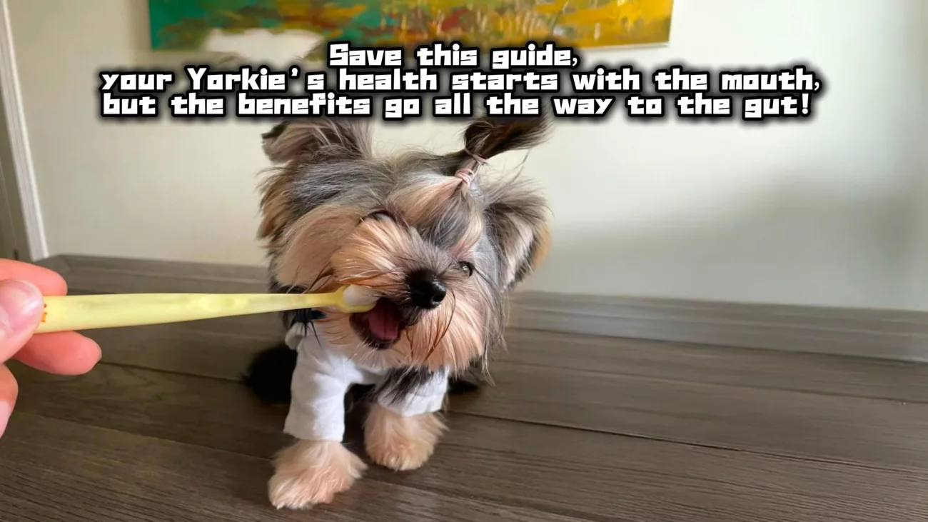 Save this guide — your Yorkie’s health starts with