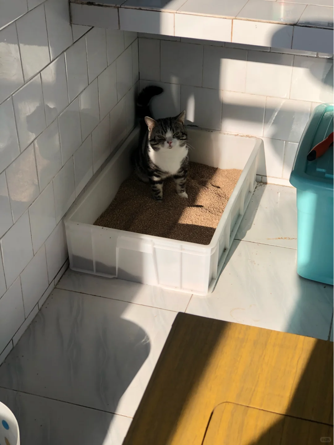 The cat peed outside the litter box (3)