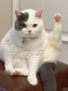 What Were You Really Expecting When You Decided to Get a Cat