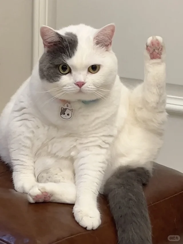 What Were You Really Expecting When You Decided to Get a Cat