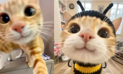 What Were You Really Expecting When You Decided to Get a Cat (3)