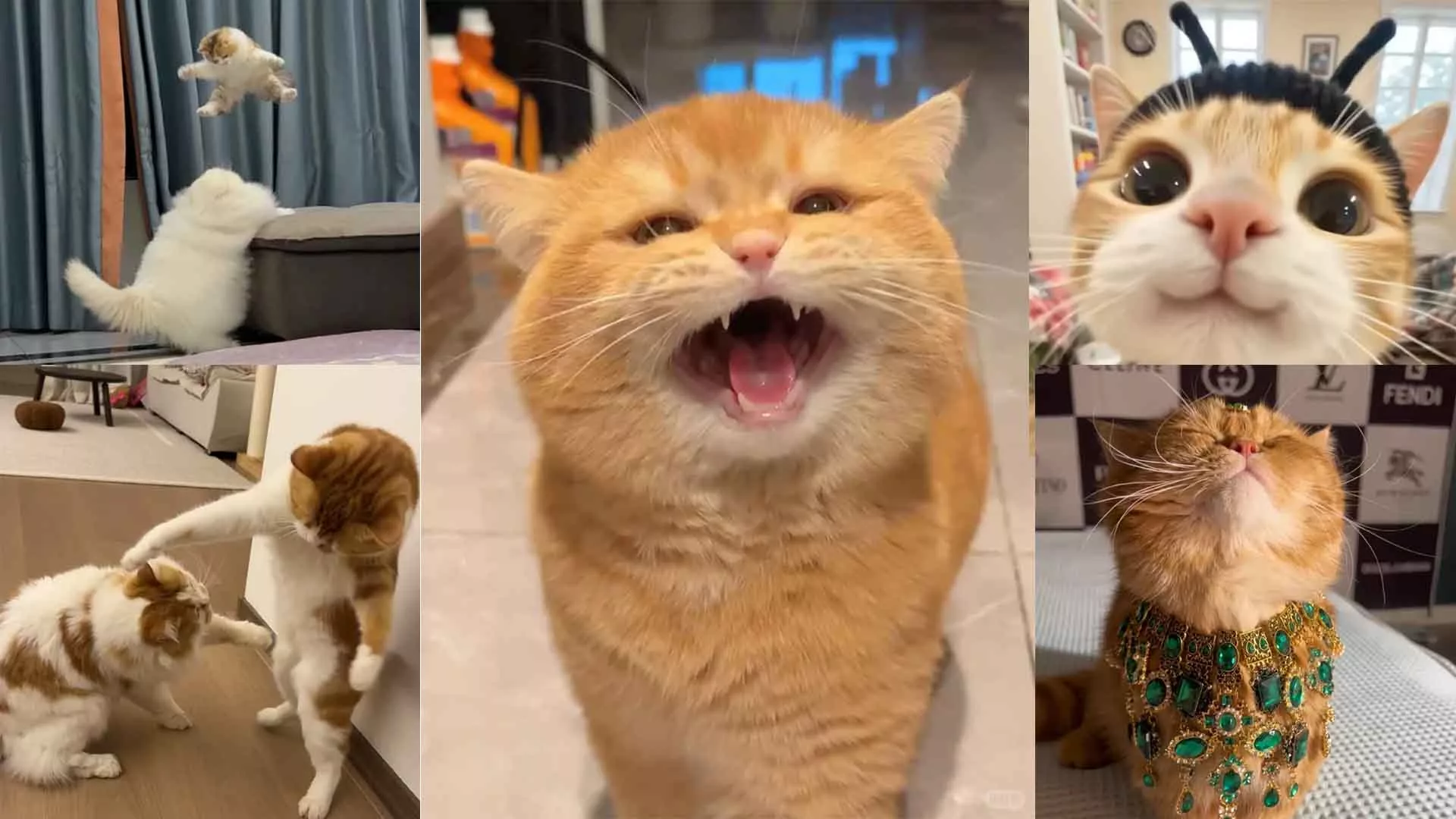 What Were You Really Expecting When You Decided to Get a Cat