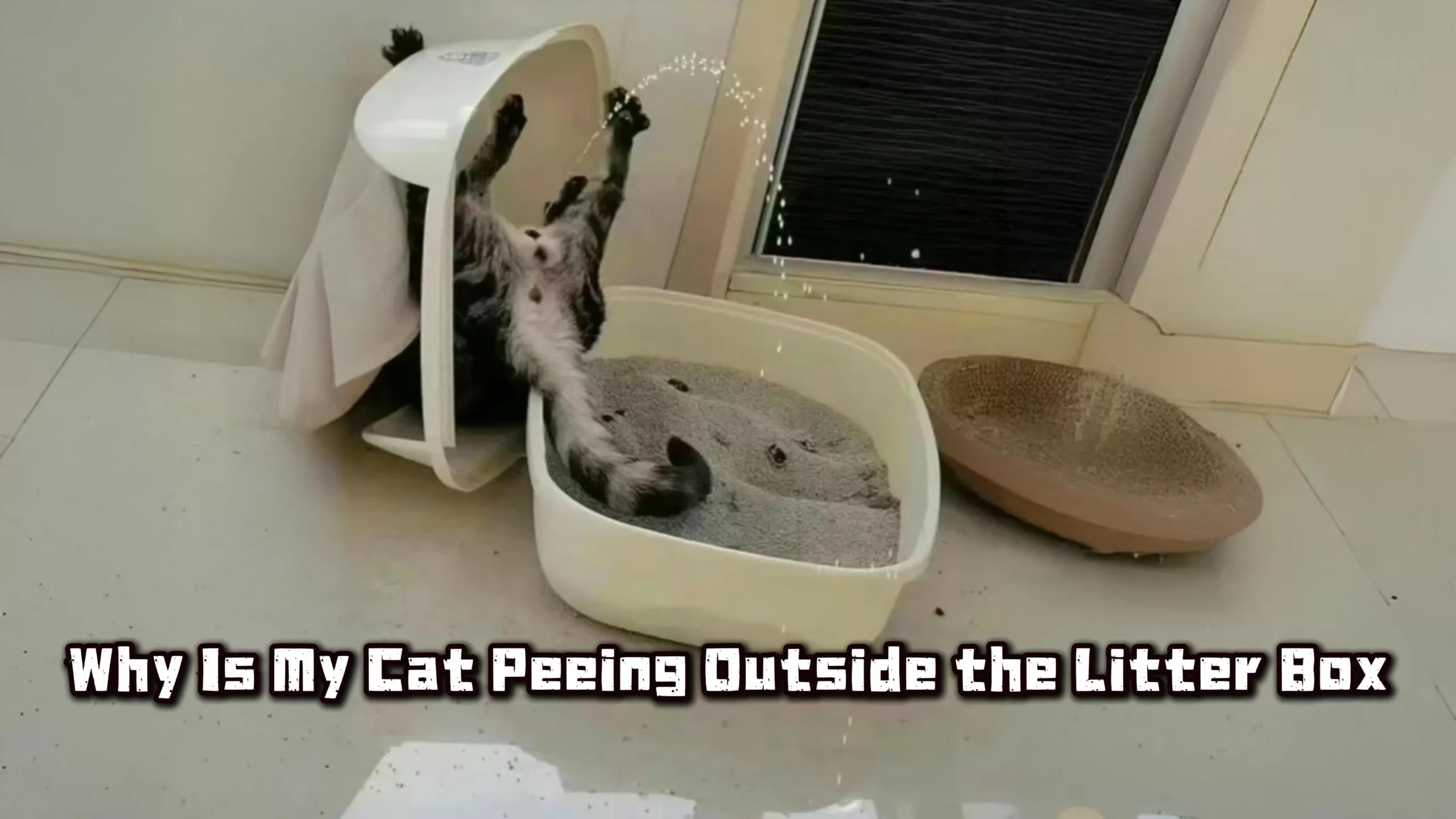 Why Is My Cat Peeing Outside the Litter Box